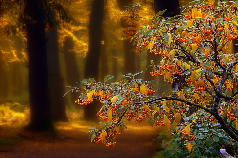 Drzewa nie przyspieszają. O jedzeniu i świecie, który pędzi.